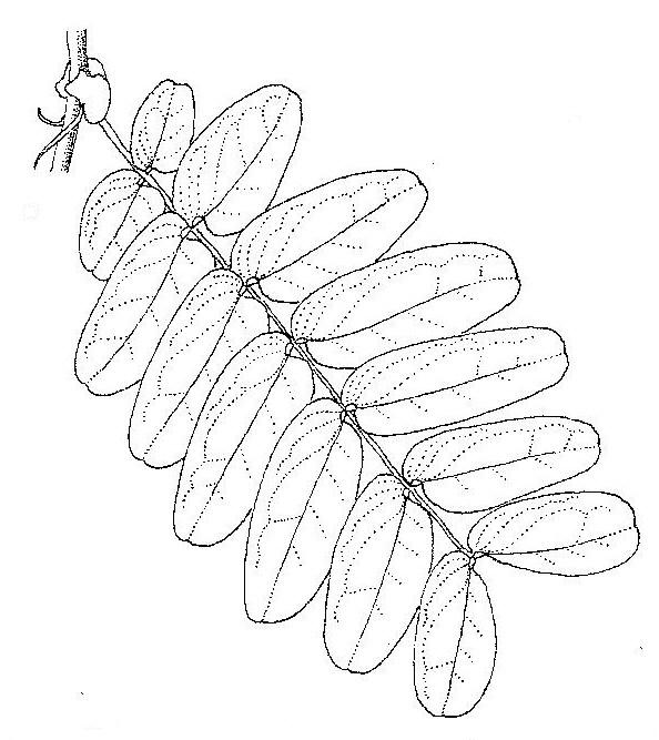 Brachystegia stipulata Brachystegia stipulata