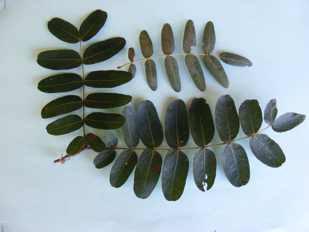 Brachystegia stipulata