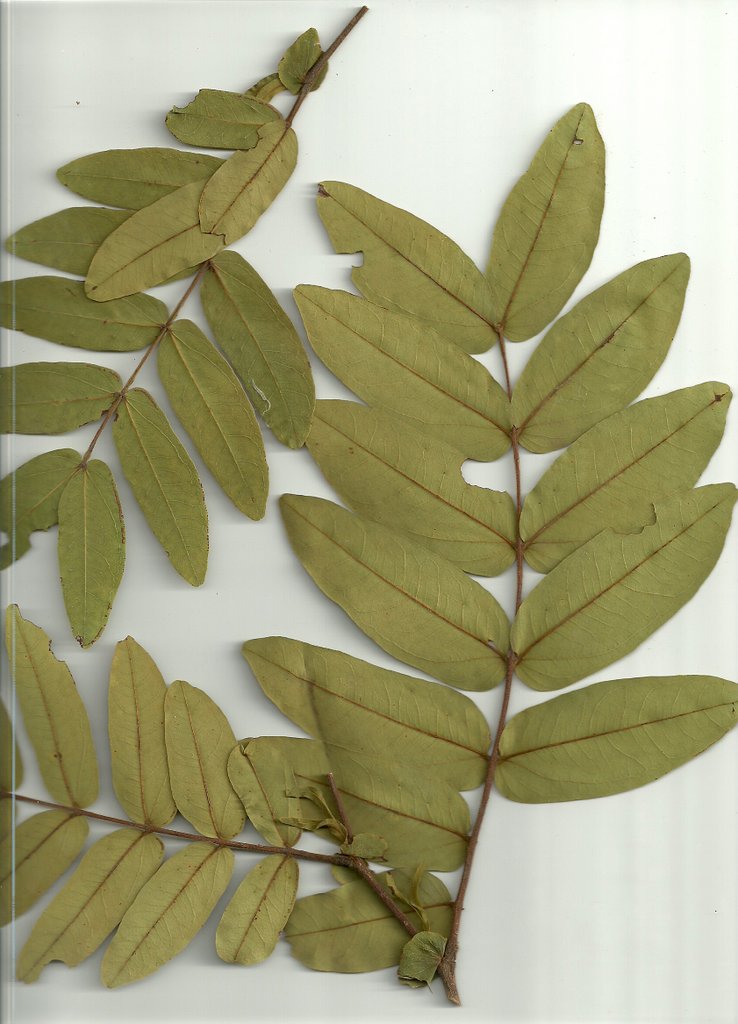 Brachystegia stipulata