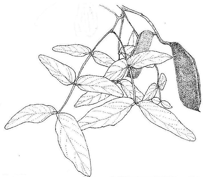 Brachystegia floribunda