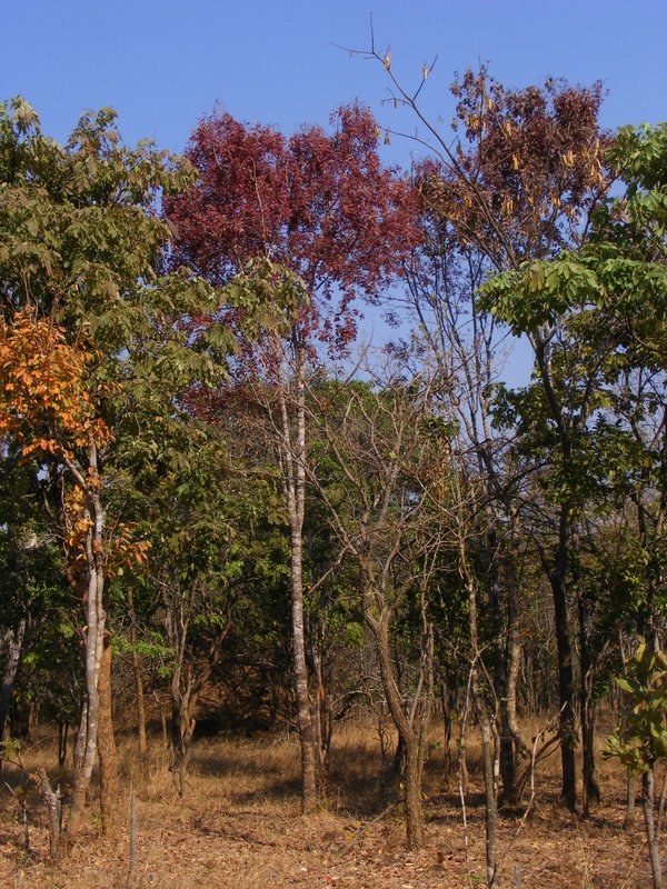 Brachystegia floribunda