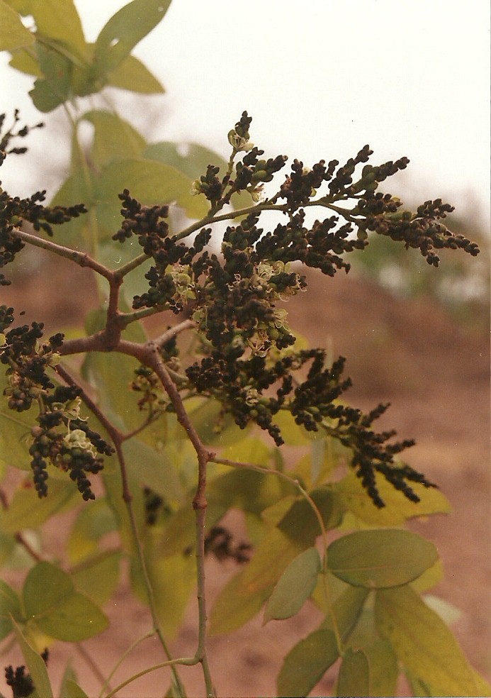 Brachystegia floribunda Brachystegia floribunda