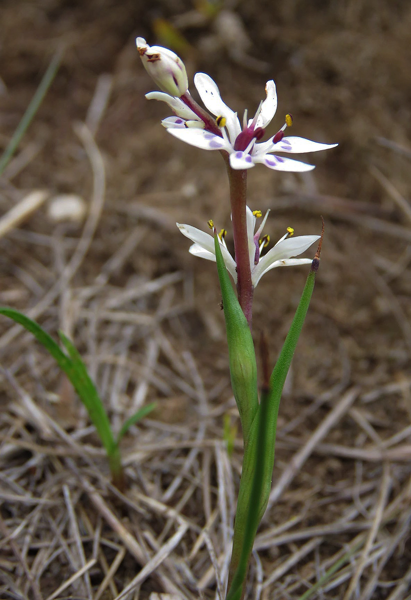 Wurmbea tenuis subsp. goetzei