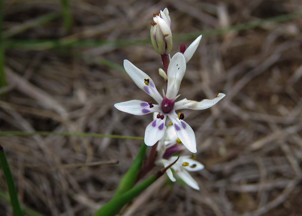 Wurmbea tenuis subsp. goetzei