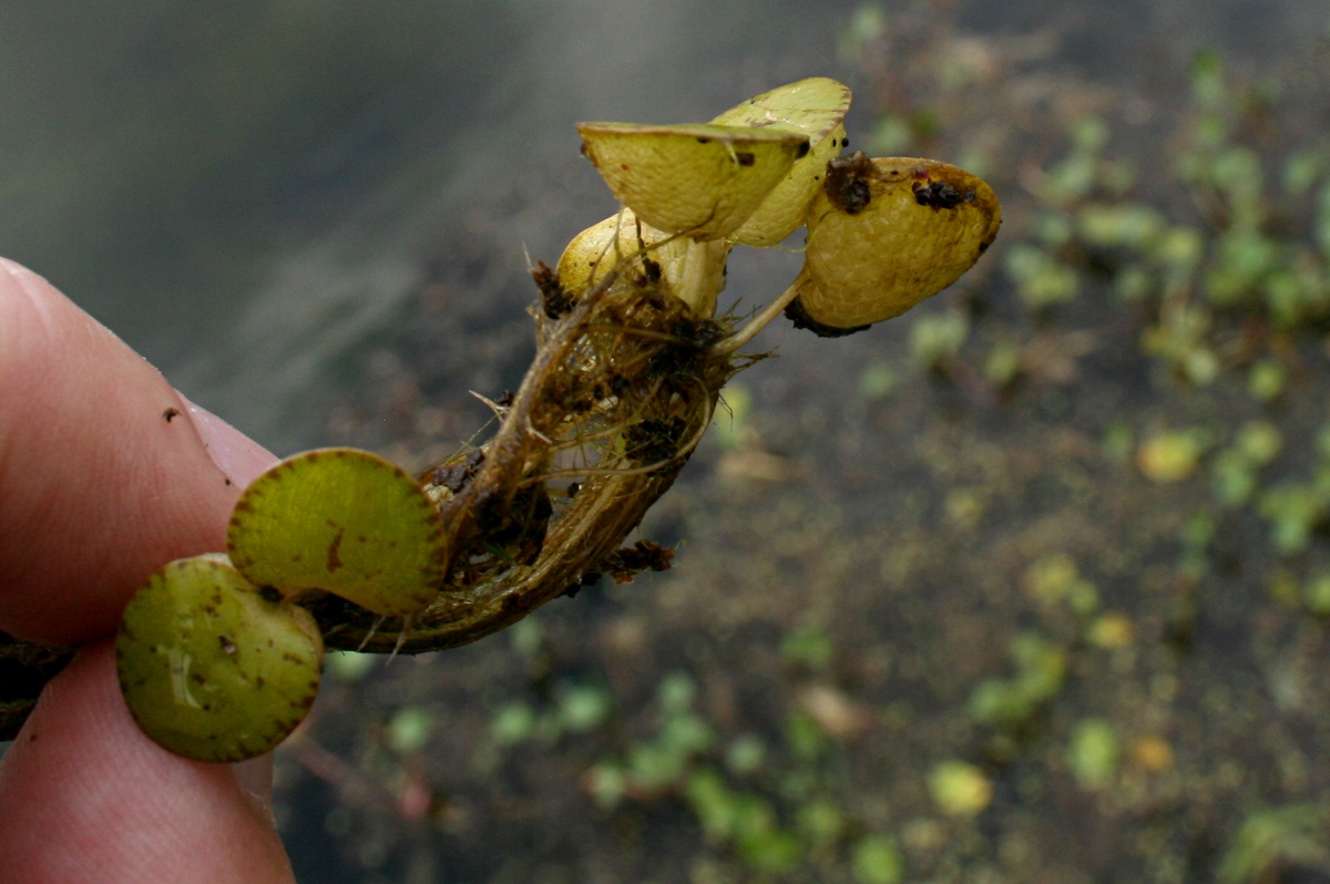 Limnobium laevigatum Limnobium laevigatum