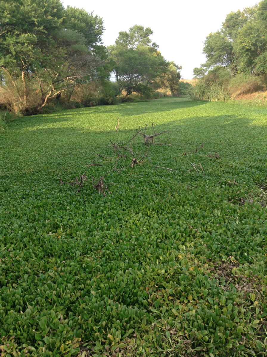 Limnobium laevigatum Limnobium laevigatum