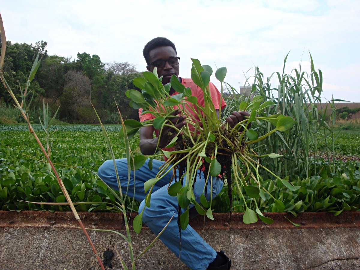 Limnobium laevigatum Limnobium laevigatum