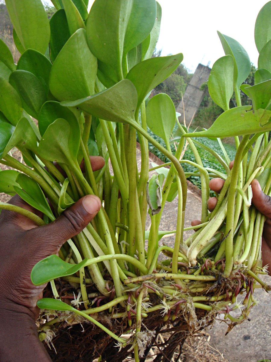 Limnobium laevigatum Limnobium laevigatum