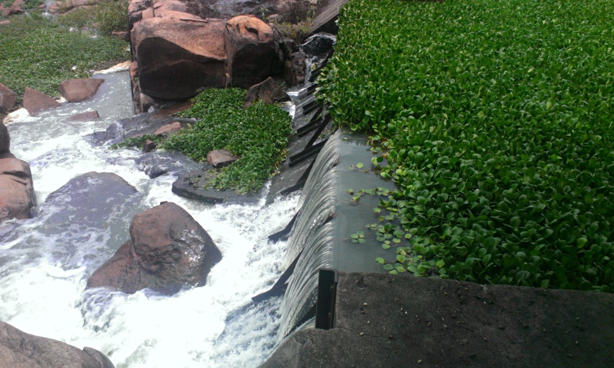 Limnobium laevigatum Limnobium laevigatum