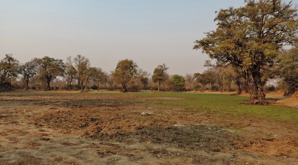 Limnobium laevigatum