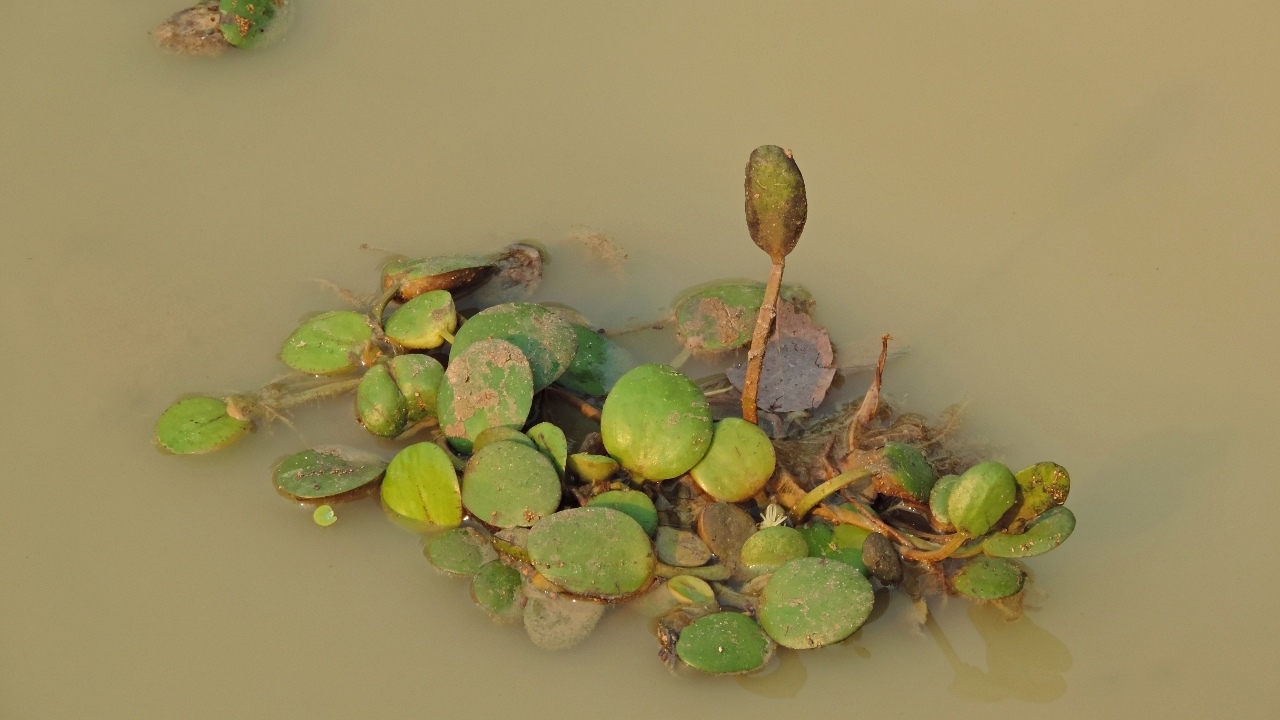 Limnobium laevigatum Limnobium laevigatum