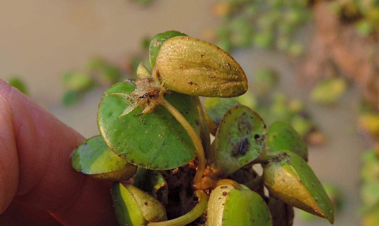 Limnobium laevigatum