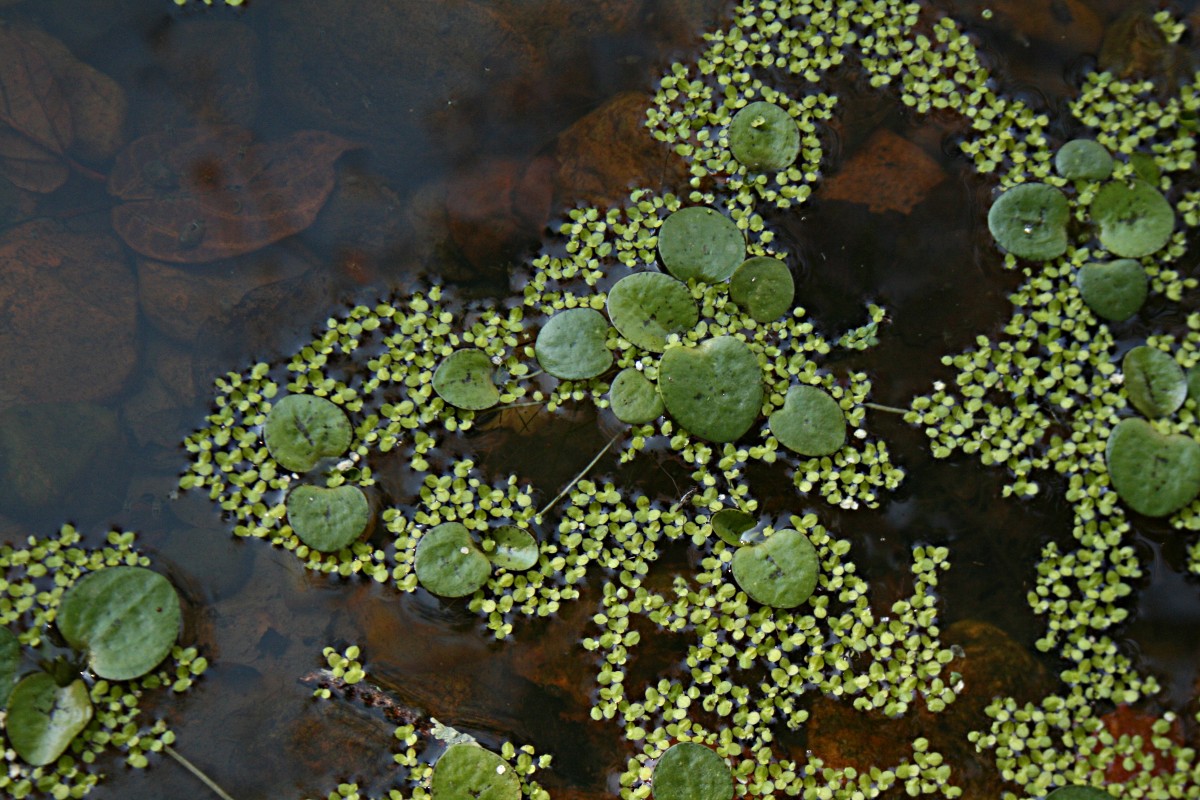 Limnobium laevigatum