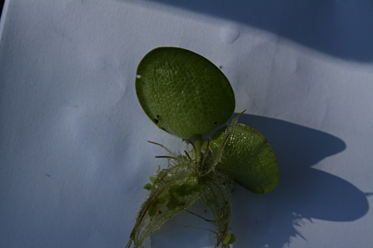 Limnobium laevigatum Limnobium laevigatum