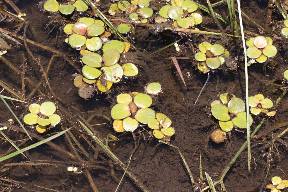 Limnobium laevigatum Limnobium laevigatum