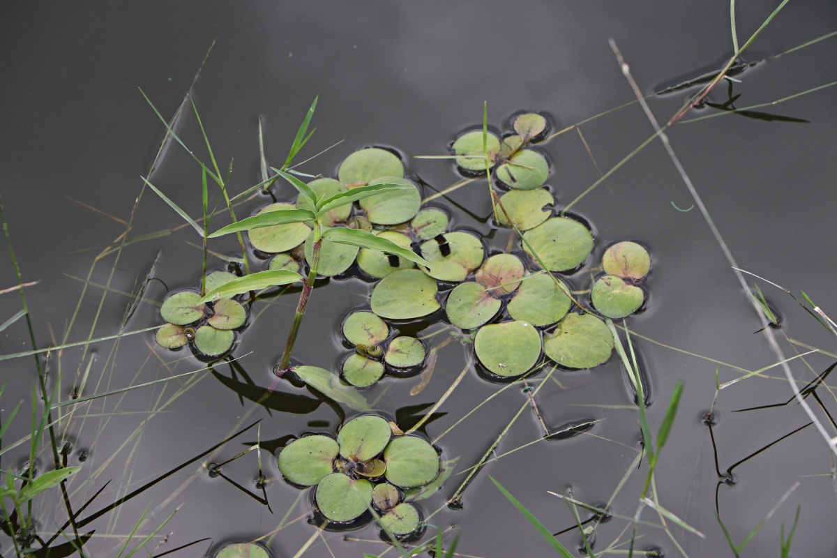 Limnobium laevigatum Limnobium laevigatum