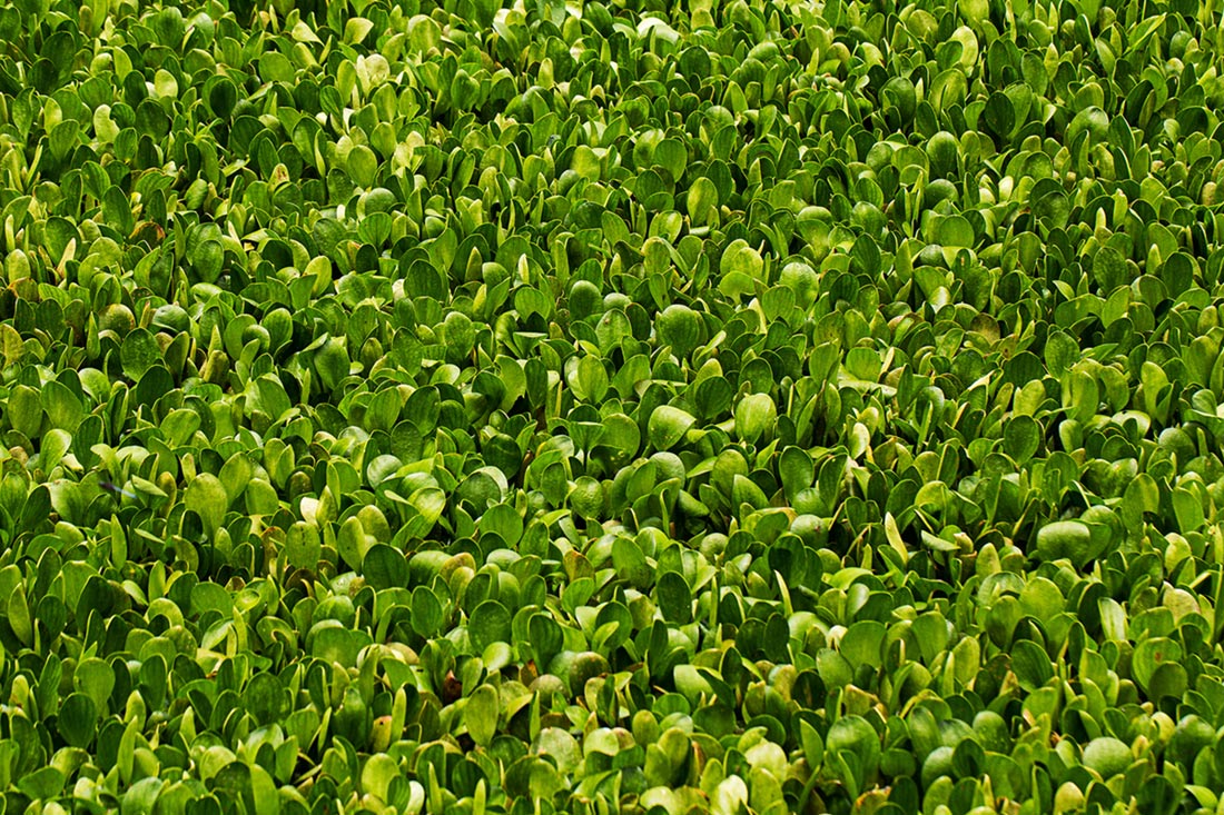 Limnobium laevigatum Limnobium laevigatum