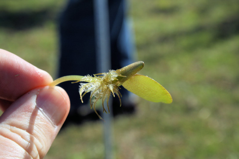 Limnobium laevigatum