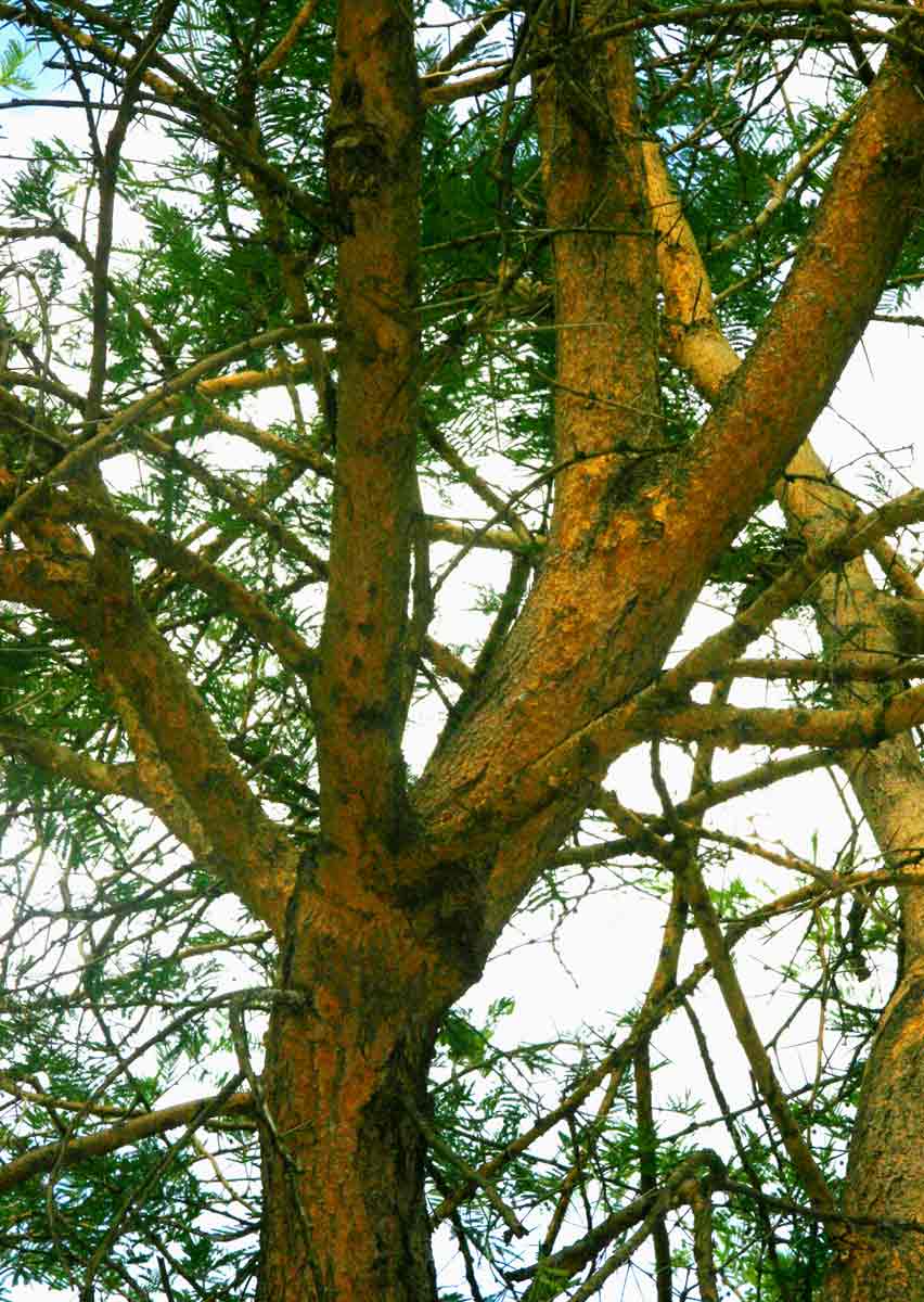 Acacia sieberiana var. sieberiana