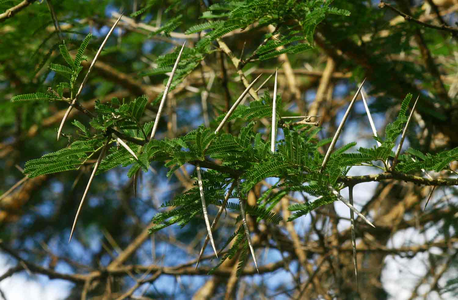 Acacia sieberiana var. sieberiana