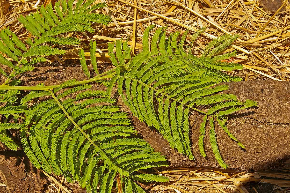 Acacia sieberiana var. sieberiana