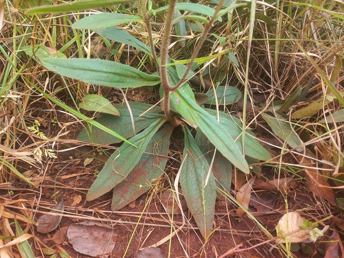 Hypericophyllum angolense