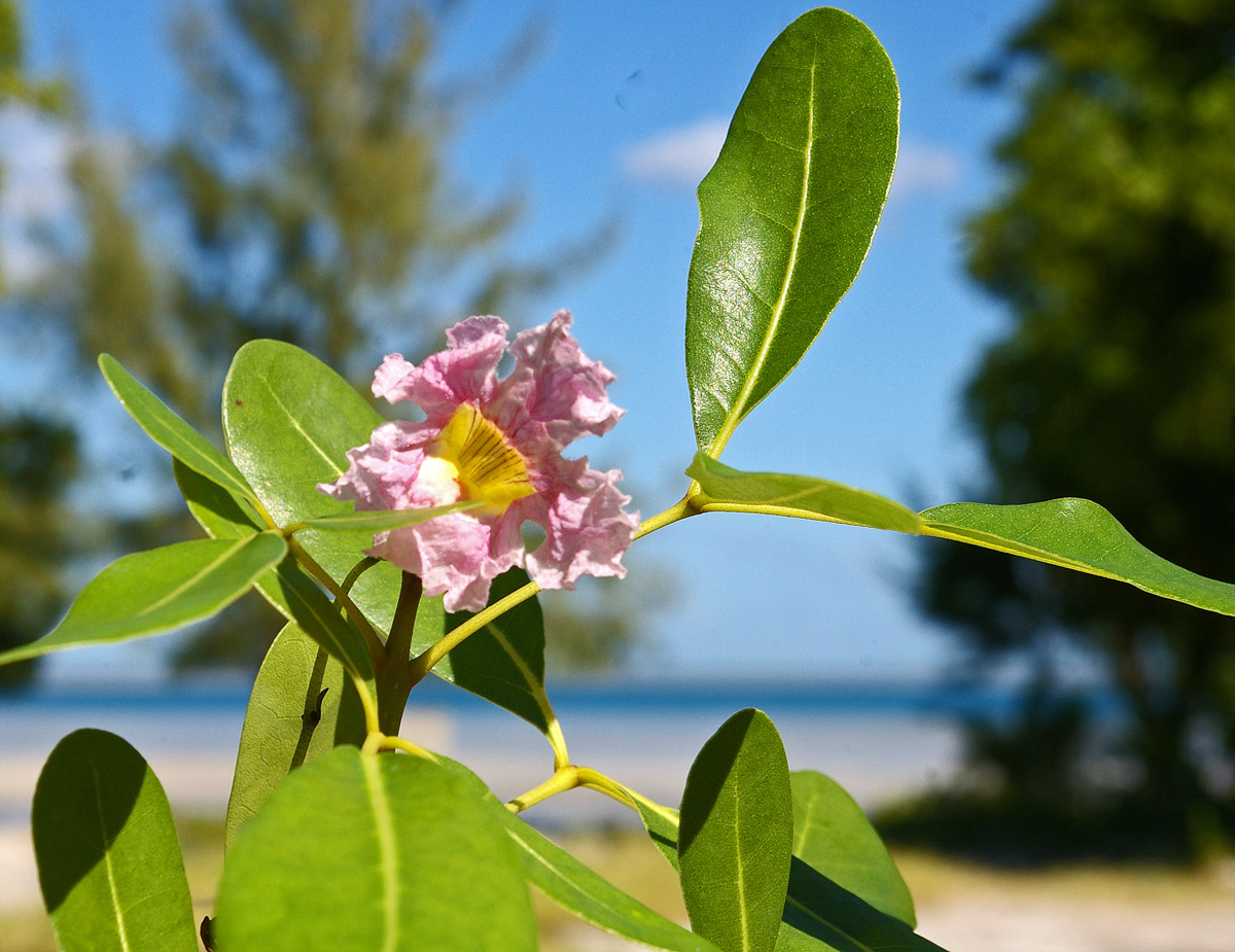 Tabebuia heterophylla