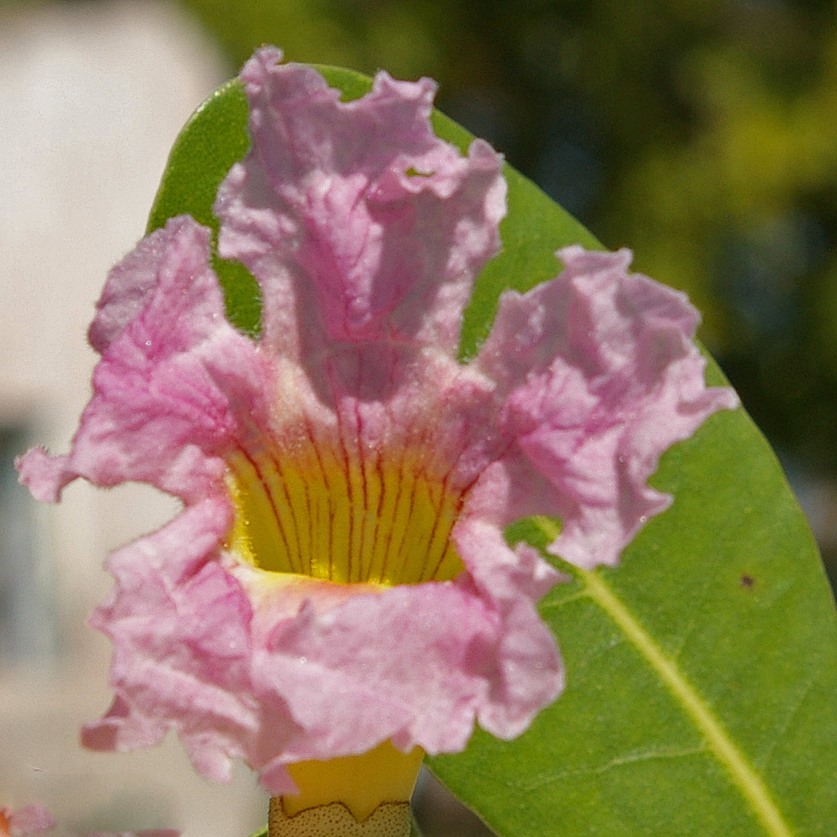 Tabebuia heterophylla