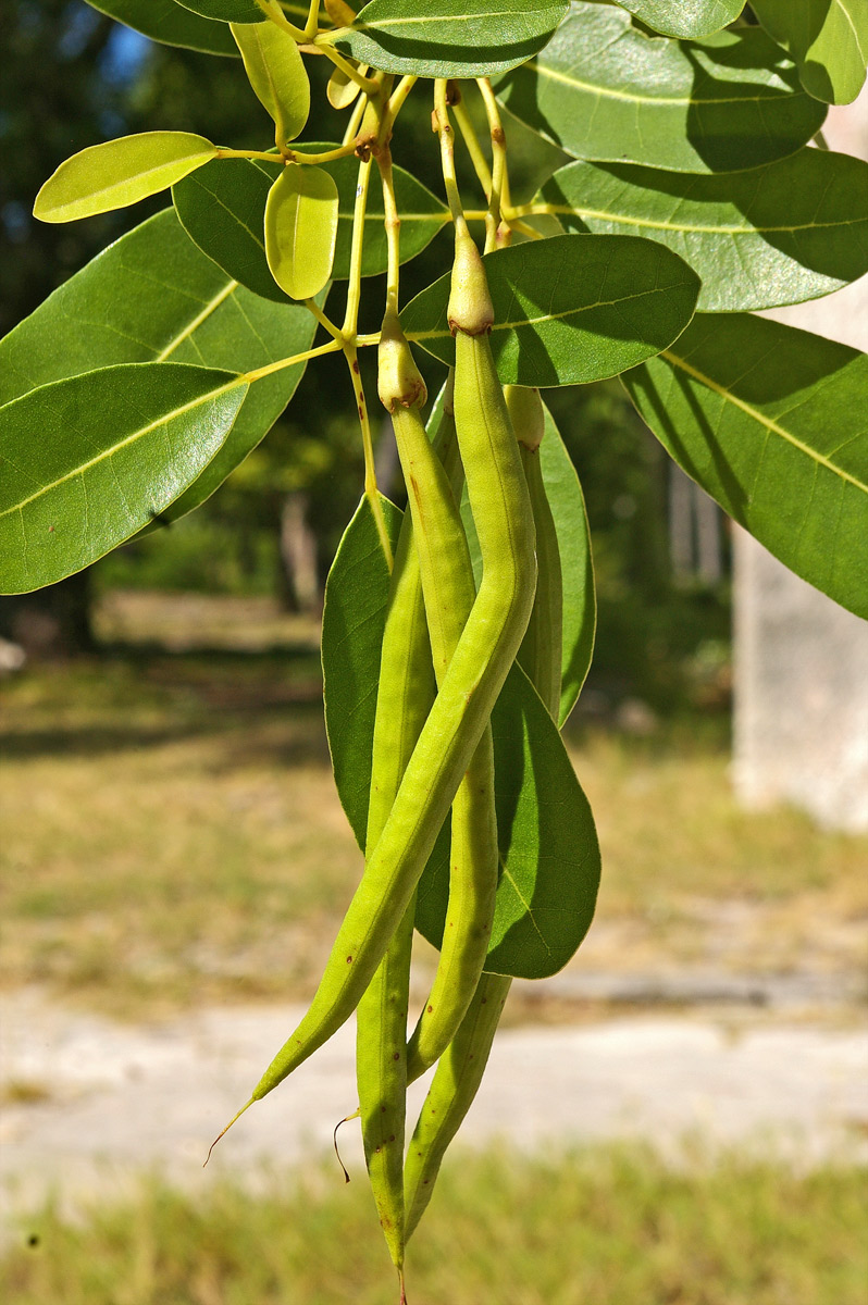 Tabebuia heterophylla