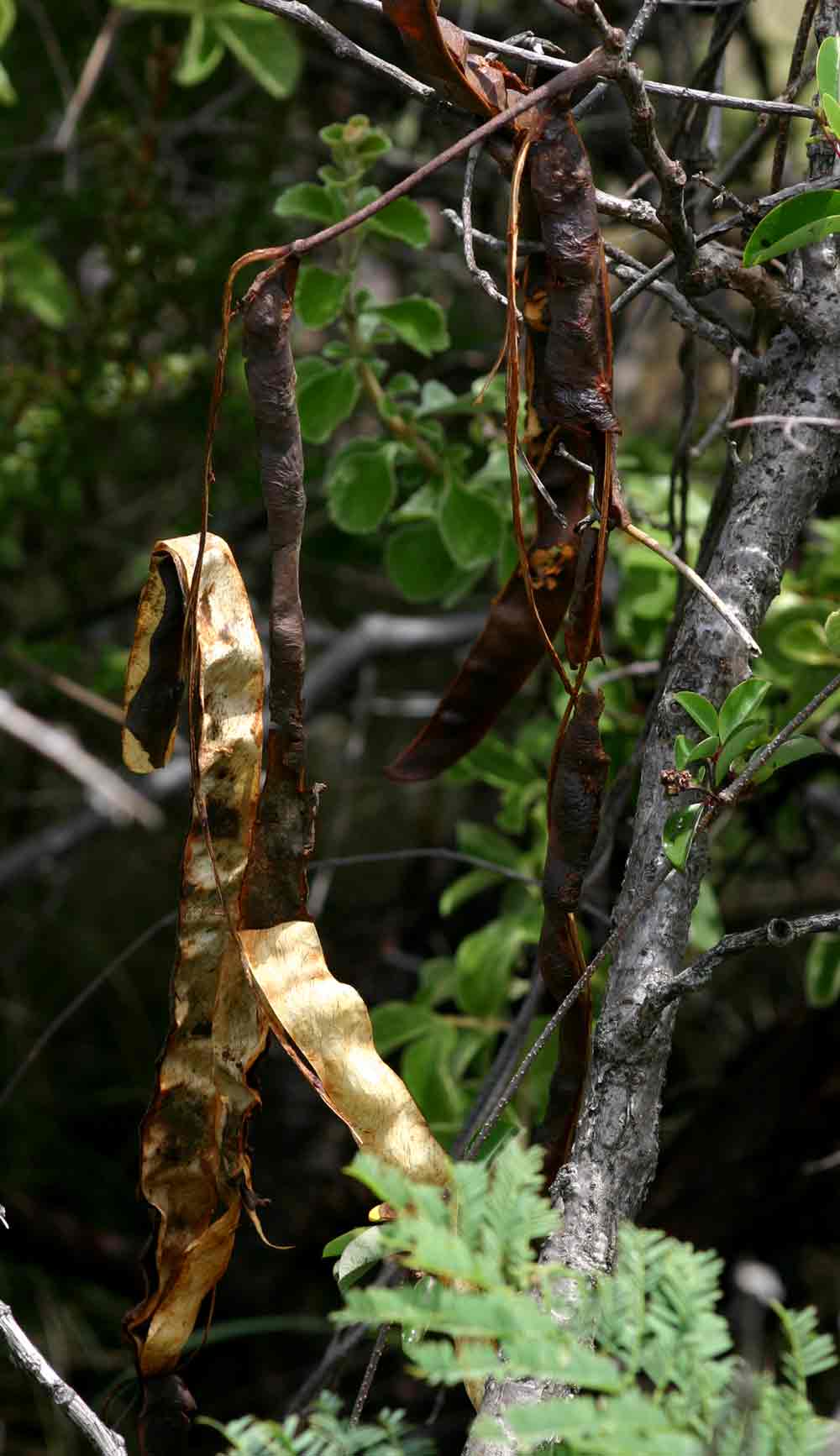 Elephantorrhiza goetzei