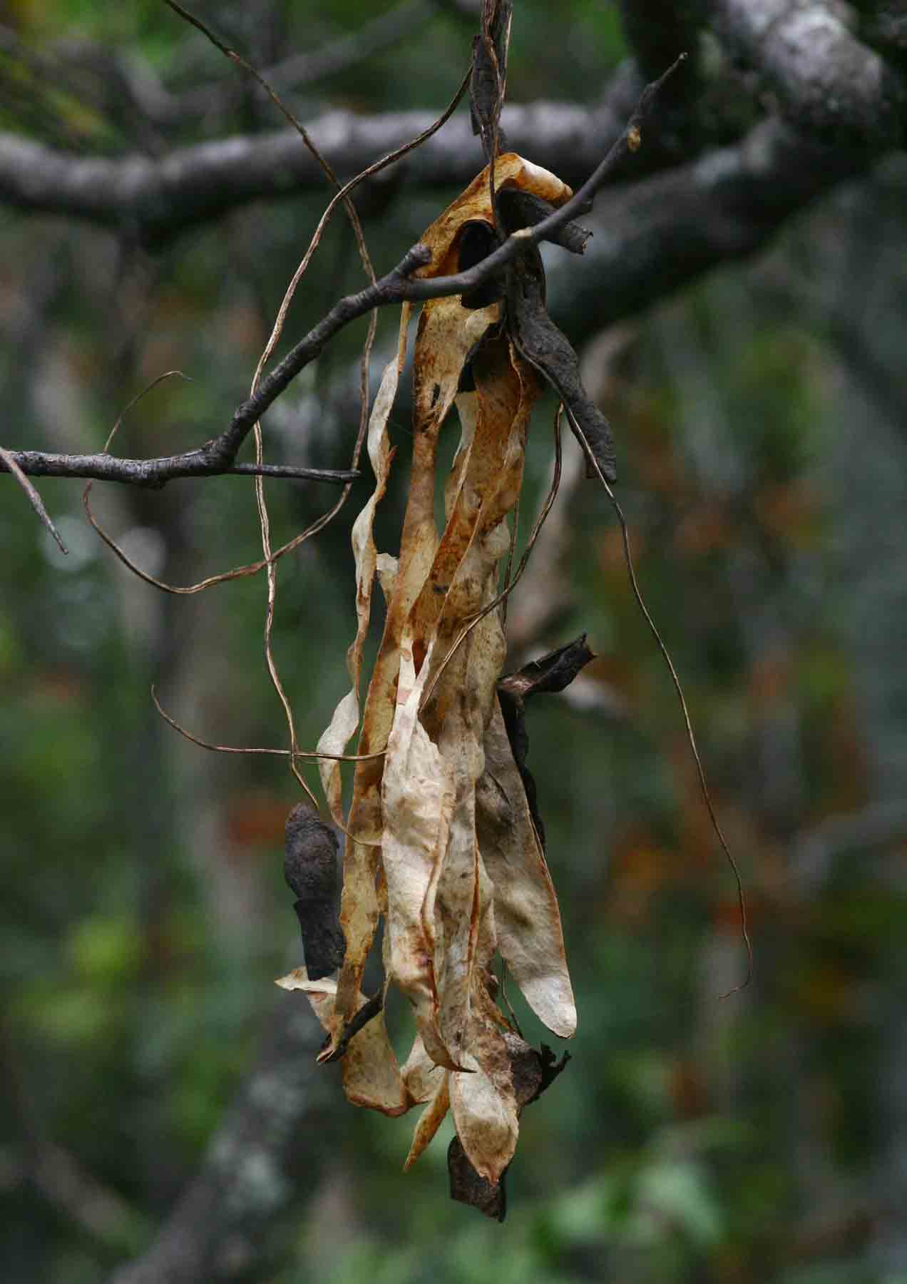Elephantorrhiza goetzei Elephantorrhiza goetzei