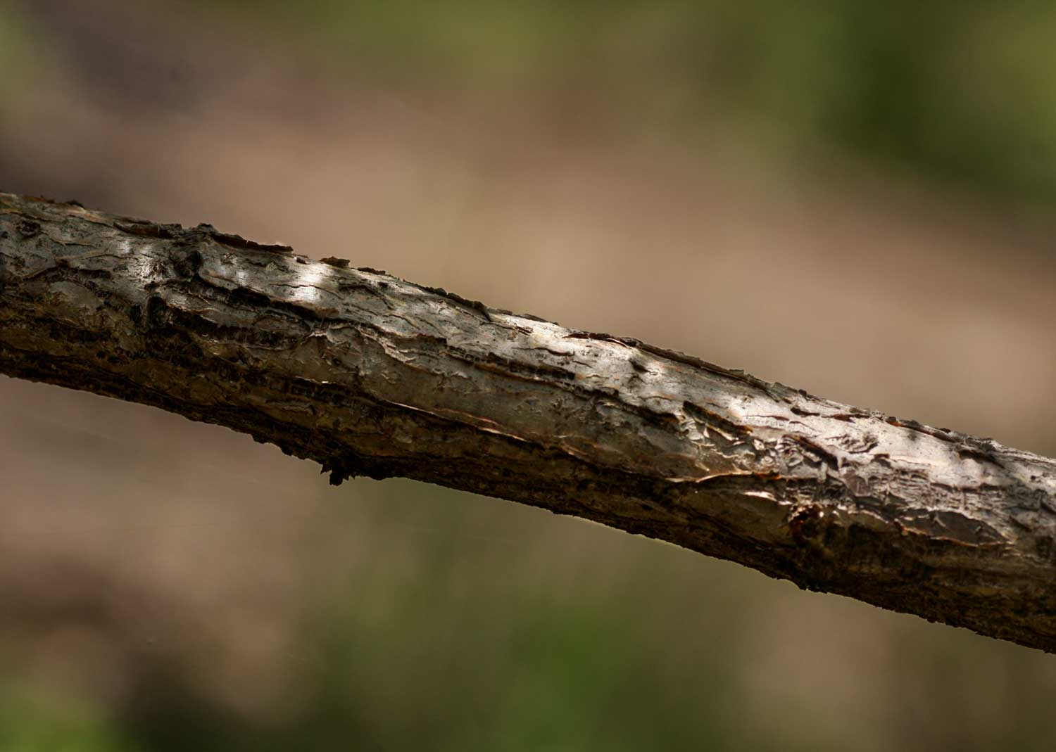 Elephantorrhiza goetzei Elephantorrhiza goetzei