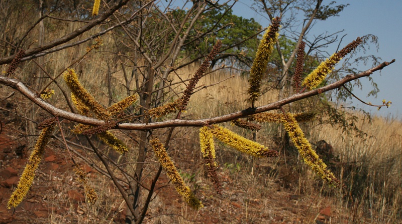Elephantorrhiza goetzei