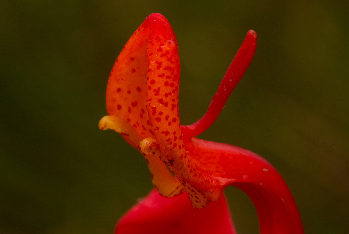 Disa erubescens subsp. carsonii