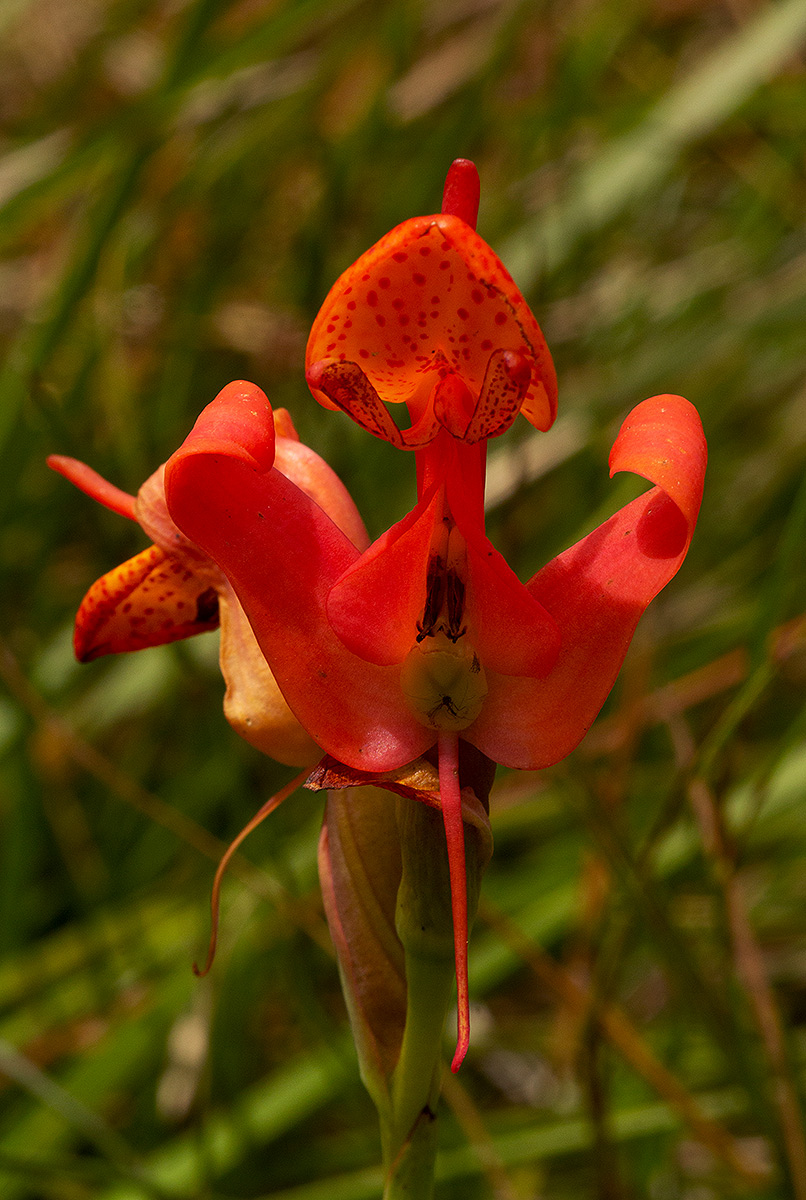 Disa erubescens subsp. carsonii