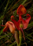 Disa erubescens subsp. carsonii
