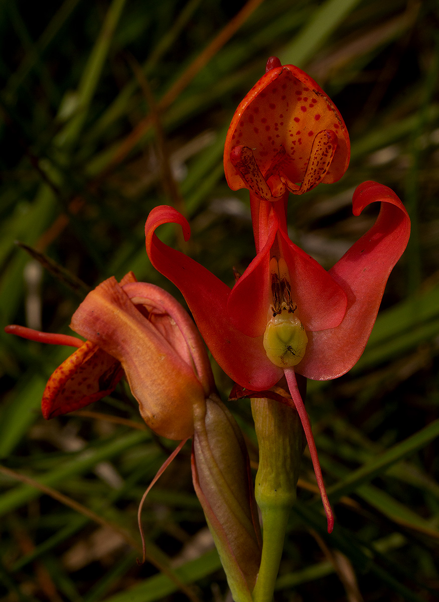 Disa erubescens subsp. carsonii