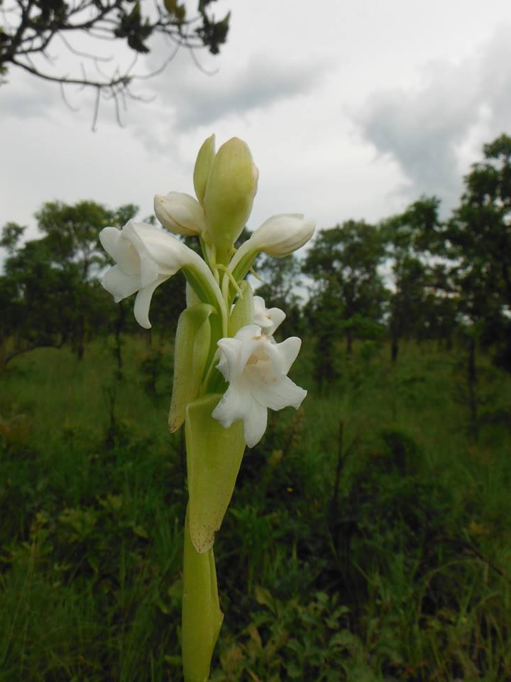 Satyrium kitimboense Satyrium kitimboense
