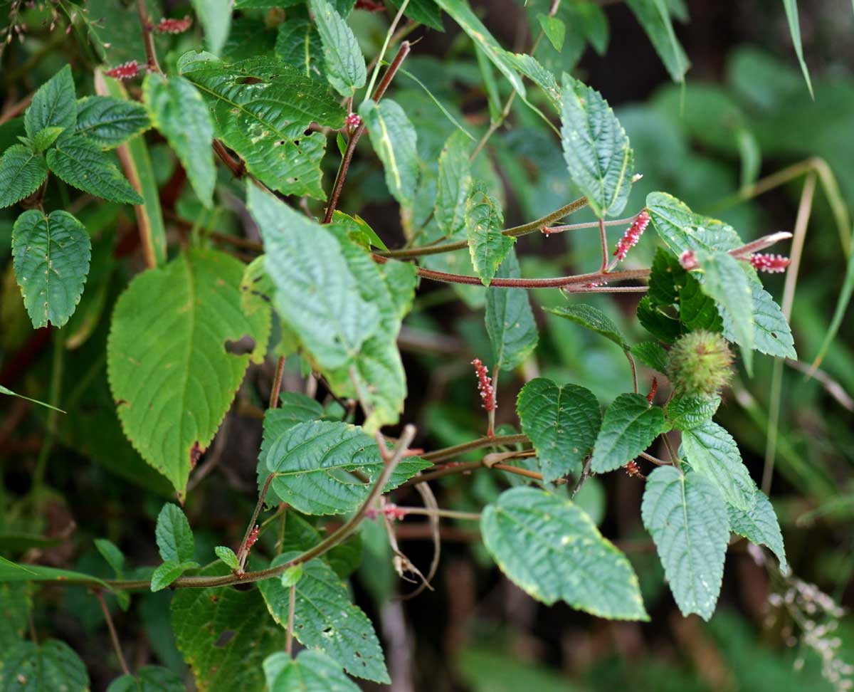 Acalypha welwitschiana