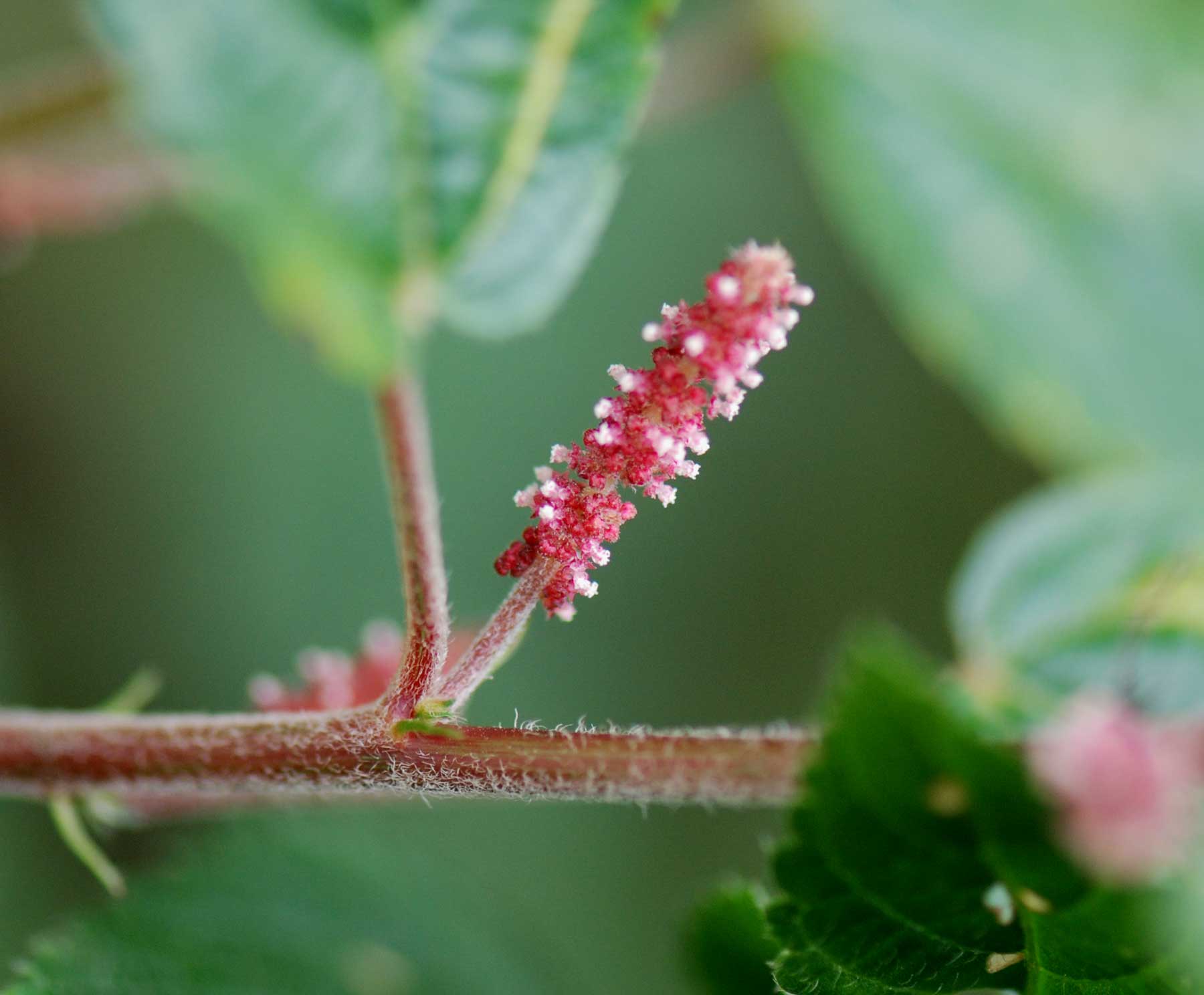 Acalypha welwitschiana
