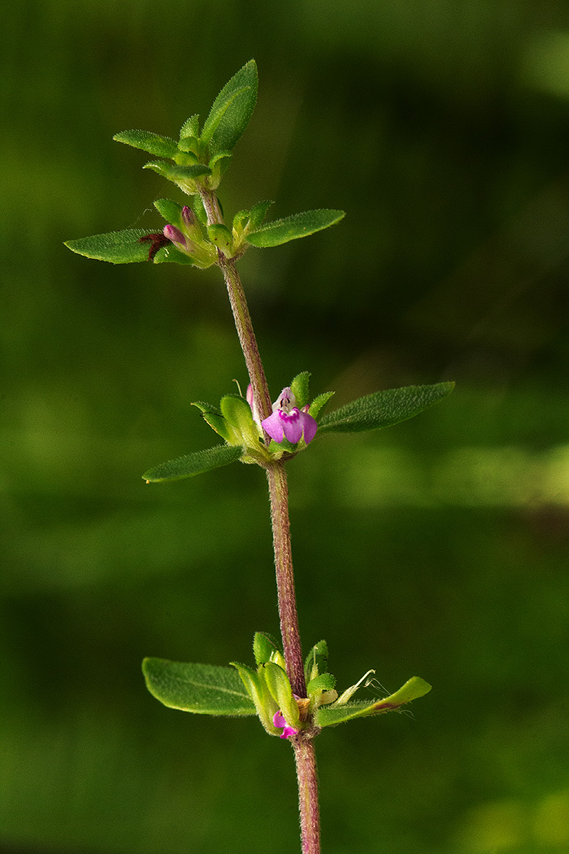 Justicia mollugo Justicia mollugo