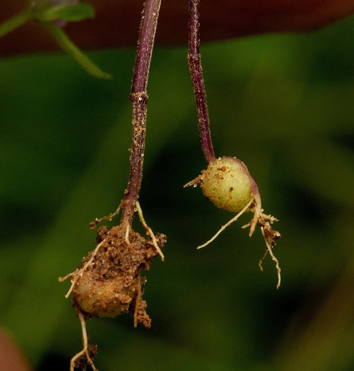 Justicia mollugo Justicia mollugo