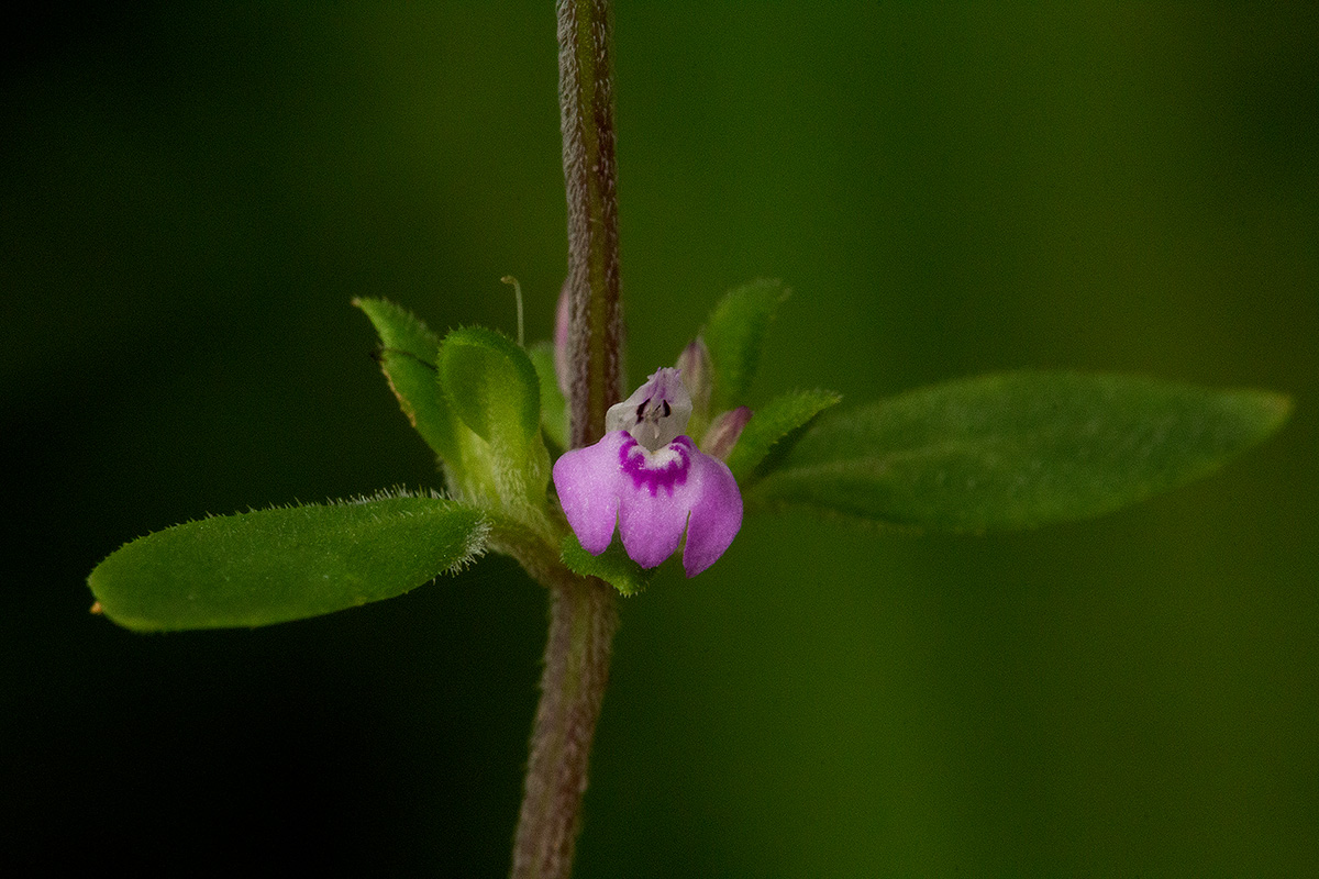 Justicia mollugo Justicia mollugo