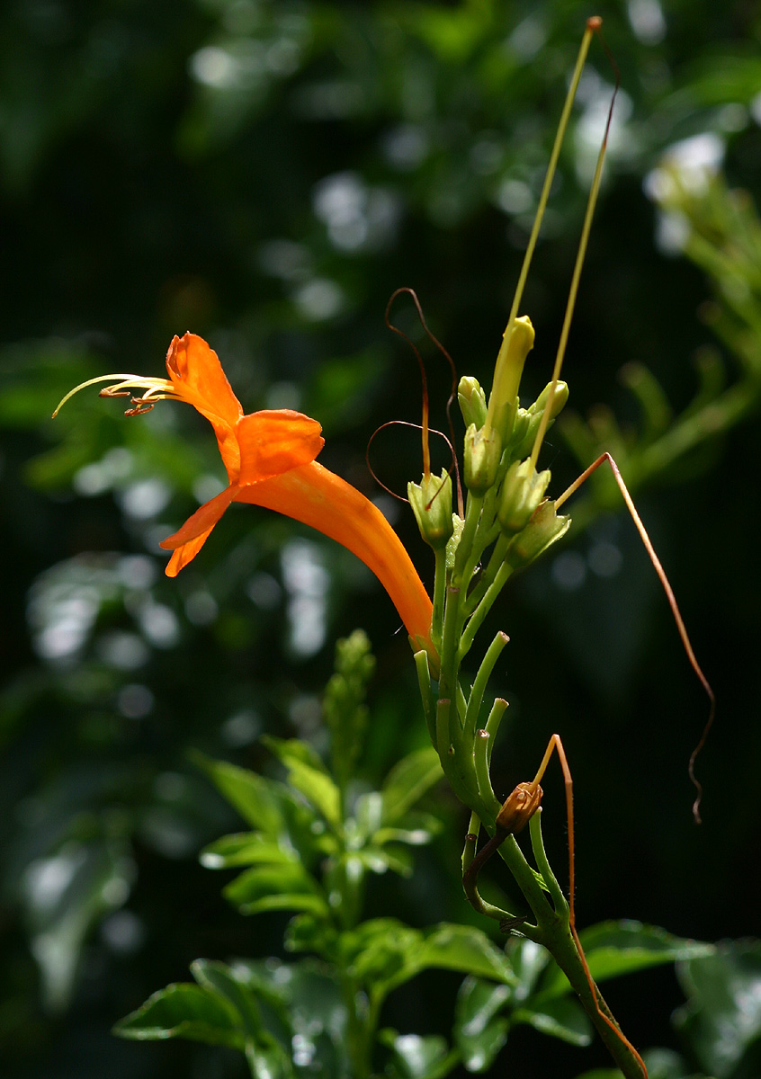 Tecomaria capensis