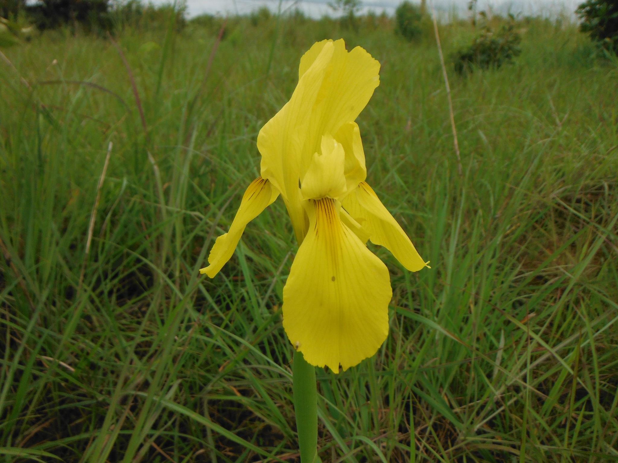 Moraea verdickii