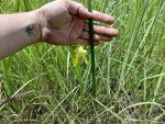 Moraea verdickii