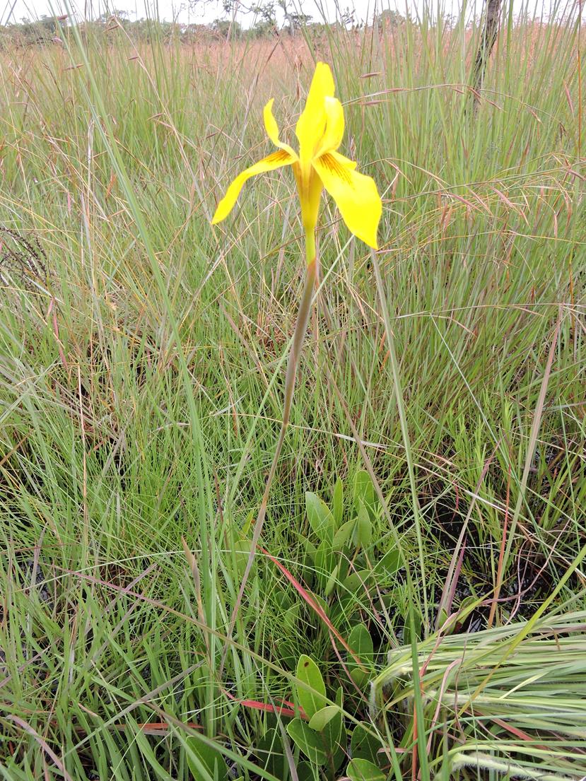 Moraea bella Moraea bella