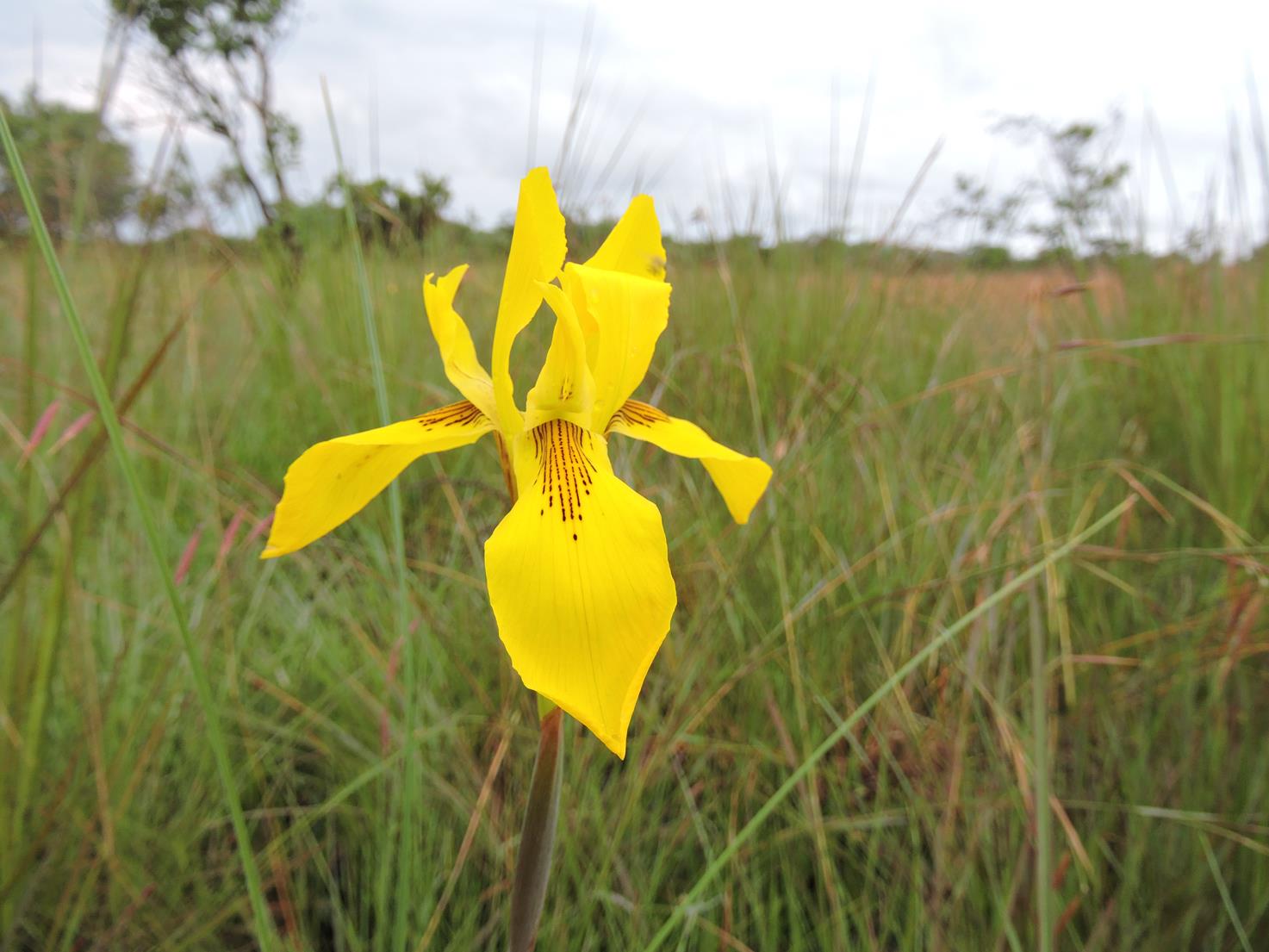 Moraea bella Moraea bella