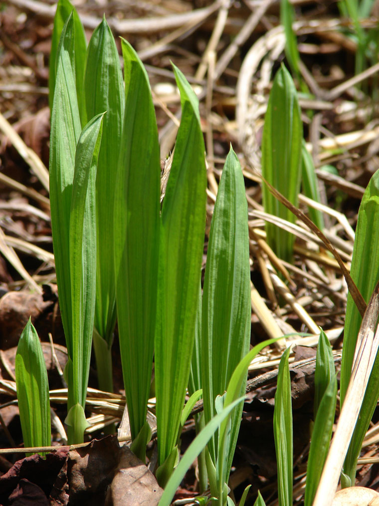 Savannosiphon euryphyllus