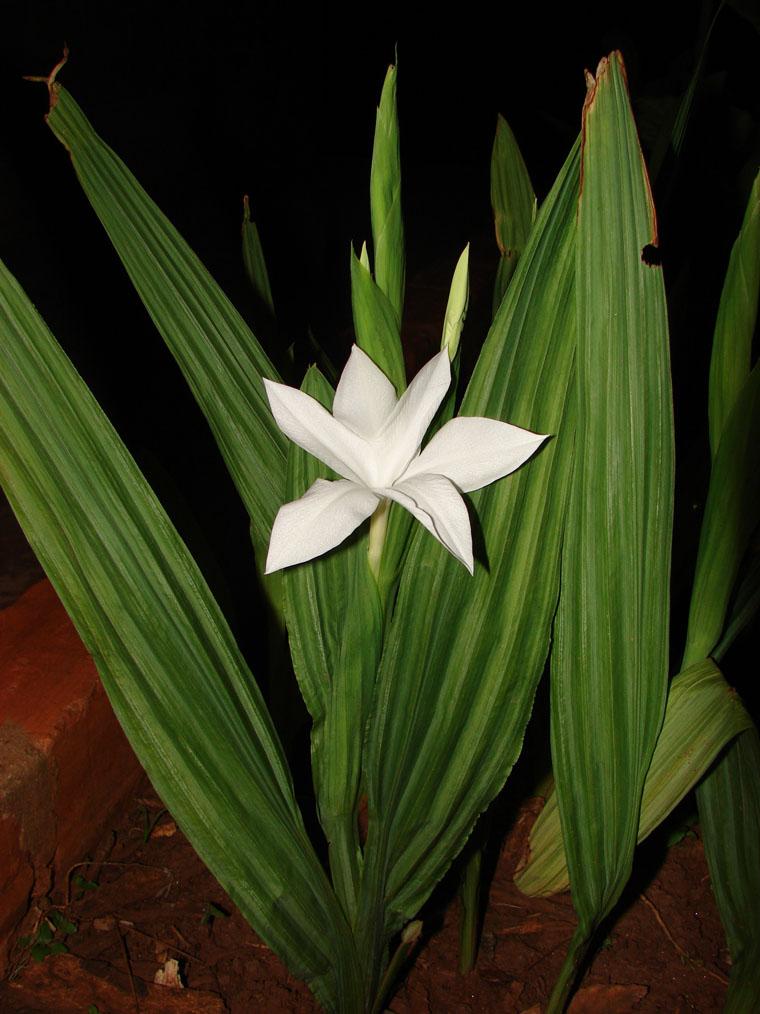 Savannosiphon euryphyllus